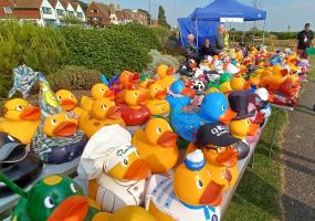Sponsored giant ducks on display